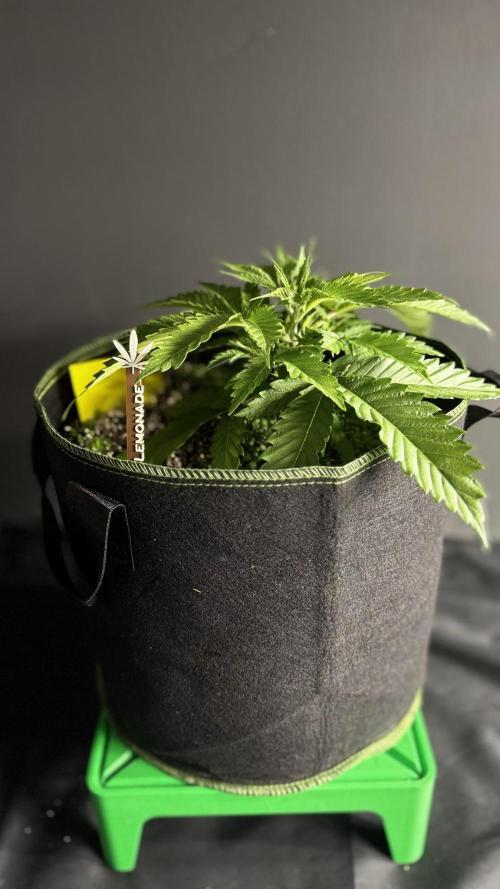 Grow 7.5 | Green House | Shishka Lemon. Week 3