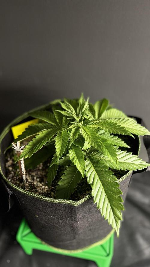 Grow 7.5 | Green House | Shishka Lemon. Week 3