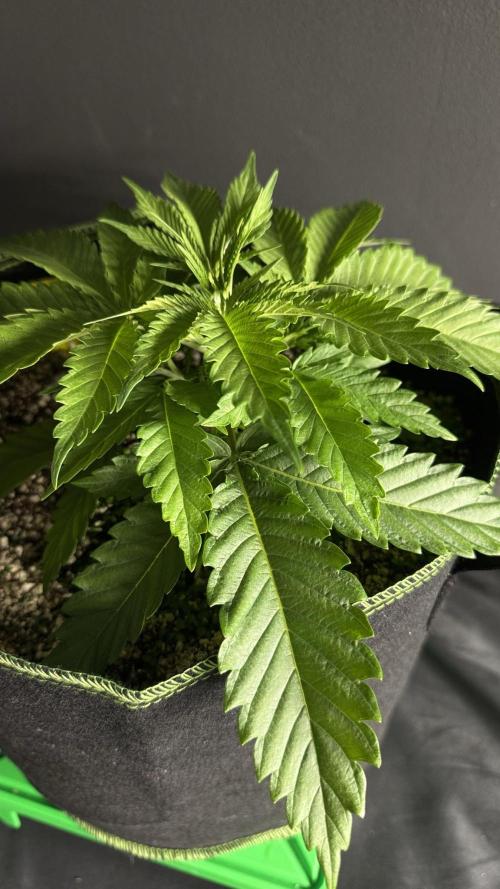 Grow 7.5 | Green House | Shishka Lemon. Week 3