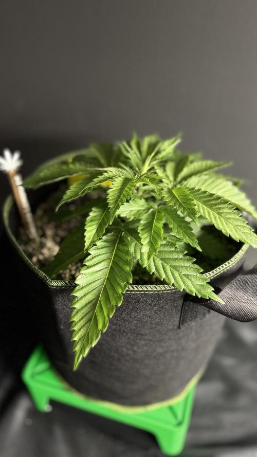 Grow 7.5 | Green House | Shishka Lemon. Week 3