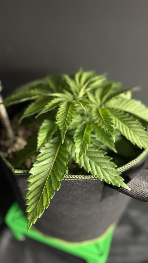 Grow 7.5 | Green House | Shishka Lemon. Week 3