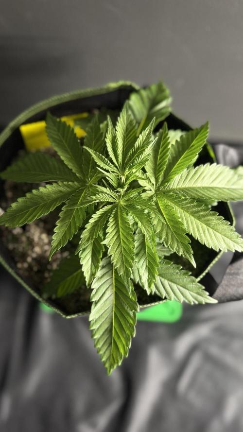 Grow 7.5 | Green House | Shishka Lemon. Week 3