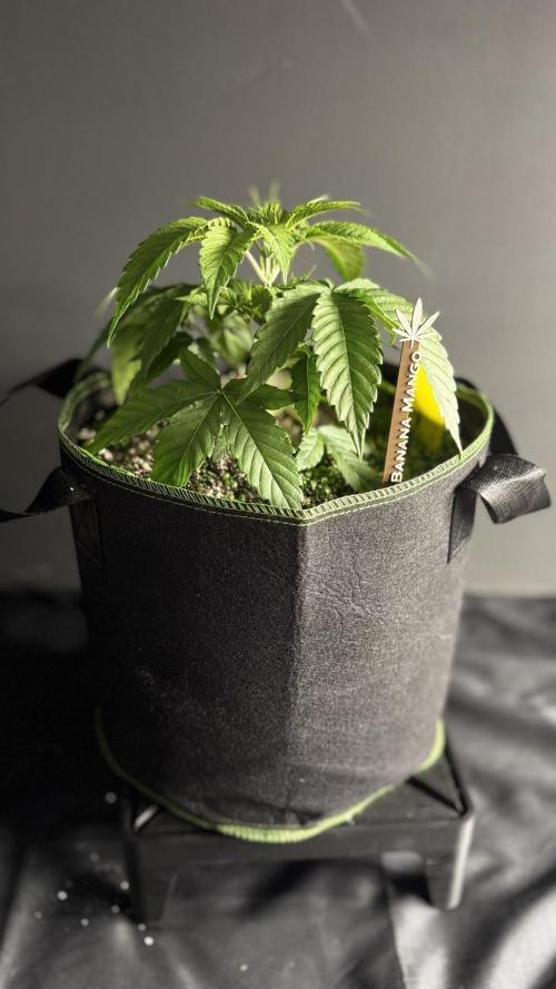 Grow 7.6 | Green House | Super Banana. Week 3