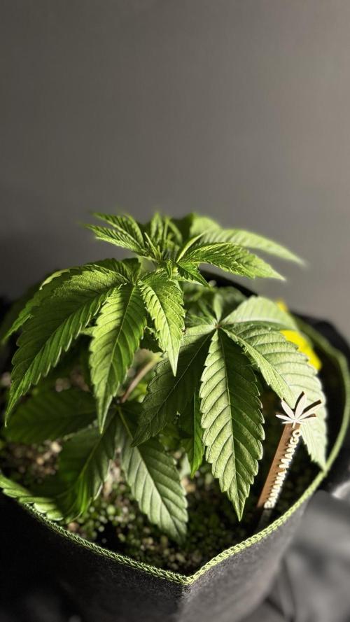 Grow 7.6 | Green House | Super Banana. Week 3