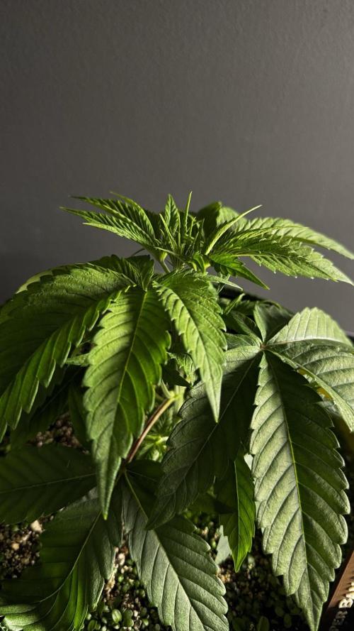 Grow 7.6 | Green House | Super Banana. Week 3