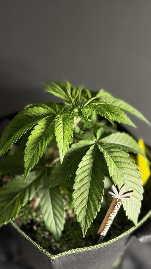 Grow 7.6 | Green House | Super Banana. Week 3