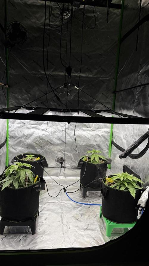 Grow 7.6 | Green House | Super Banana. Week 3