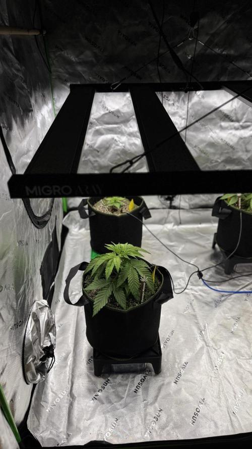 Grow 7.6 | Green House | Super Banana. Week 3