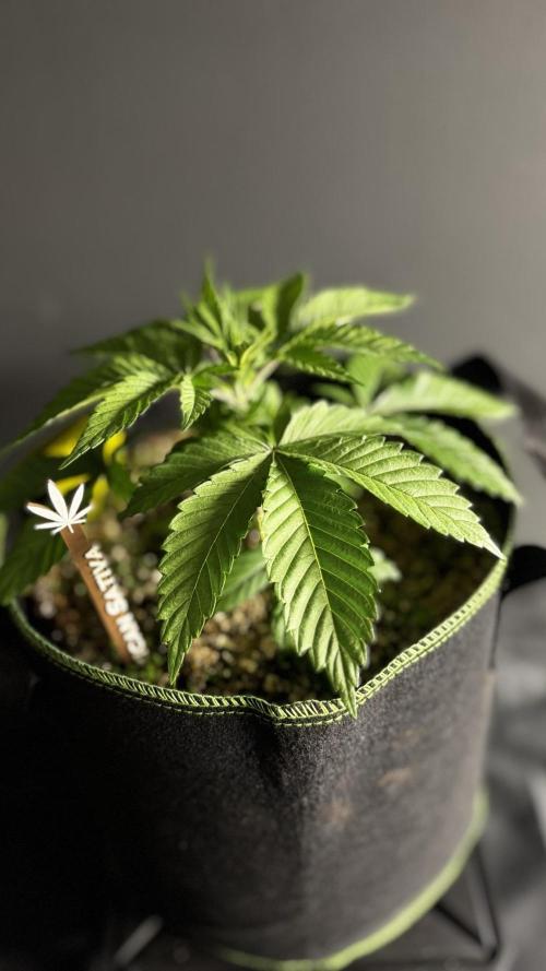 Grow 7.3 Kannabia | Mexican Sativa Fem.. Week 3