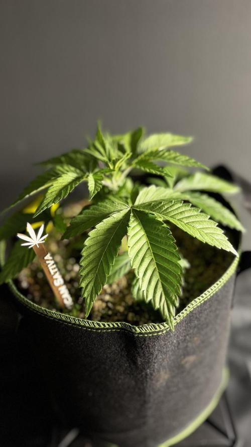 Grow 7.3 Kannabia | Mexican Sativa Fem.. Week 3
