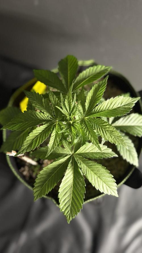 Grow 7.3 Kannabia | Mexican Sativa Fem.. Week 3