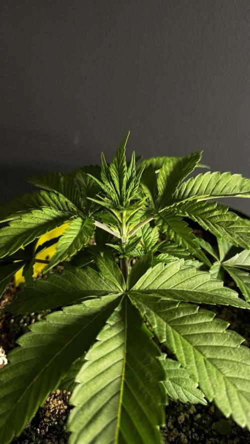 Grow 7.3 Kannabia | Mexican Sativa Fem.. Week 3