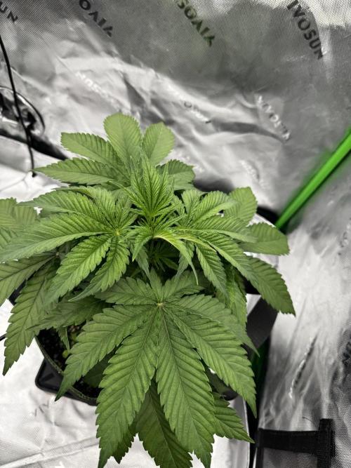 Grow 7.3 Kannabia | Mexican Sativa Fem.. Week 4