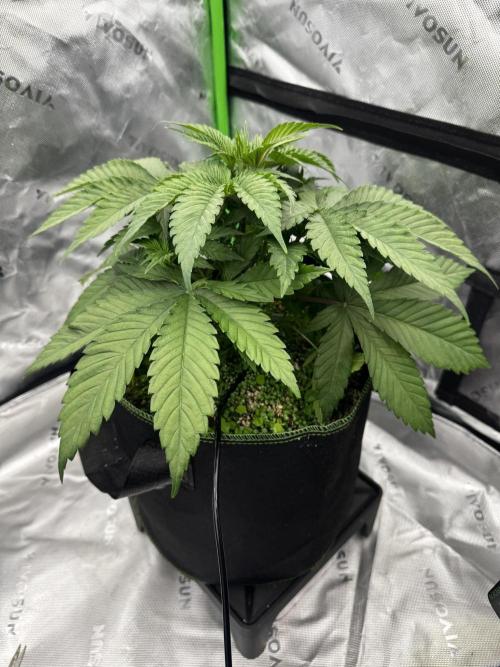 Grow 7.3 Kannabia | Mexican Sativa Fem.. Week 4