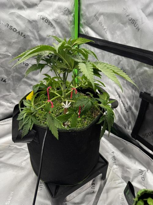 Grow 7.3 Kannabia | Mexican Sativa Fem.. Week 4