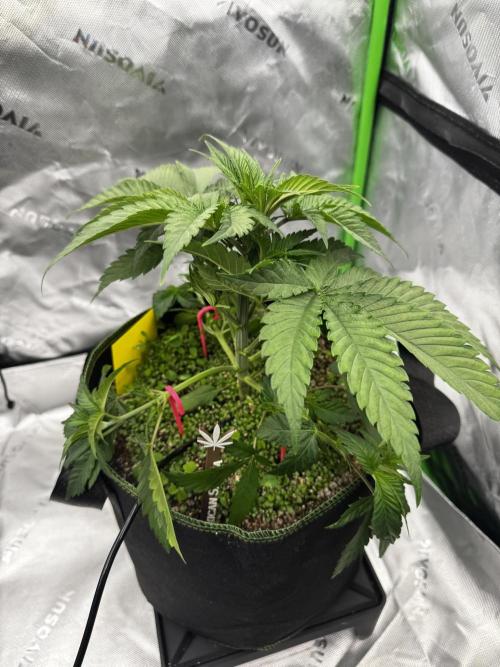 Grow 7.3 Kannabia | Mexican Sativa Fem.. Week 4