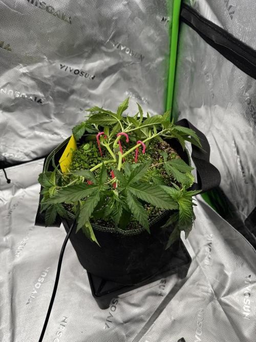 Grow 7.3 Kannabia | Mexican Sativa Fem.. Week 4