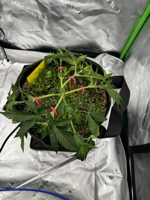 Grow 7.3 Kannabia | Mexican Sativa Fem.. Week 4