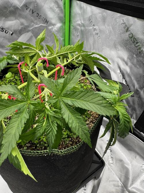 Grow 7.3 Kannabia | Mexican Sativa Fem.. Week 4