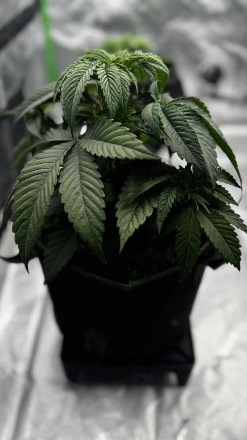 Grow 7.6 | Green House | Super Banana. Week 4