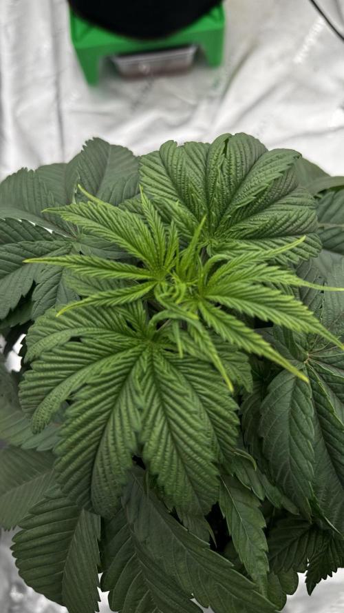 Grow 7.6 | Green House | Super Banana. Week 4