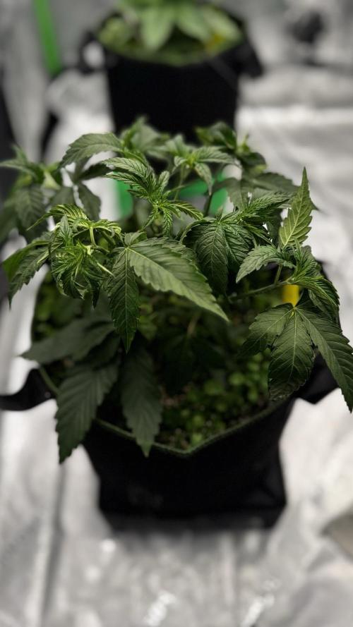 Grow 7.6 | Green House | Super Banana. Week 4