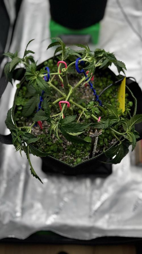 Grow 7.6 | Green House | Super Banana. Week 4