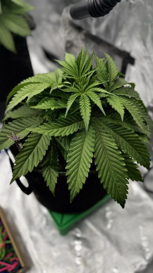 Grow 7.5 | Green House | Shishka Lemon. Week 4
