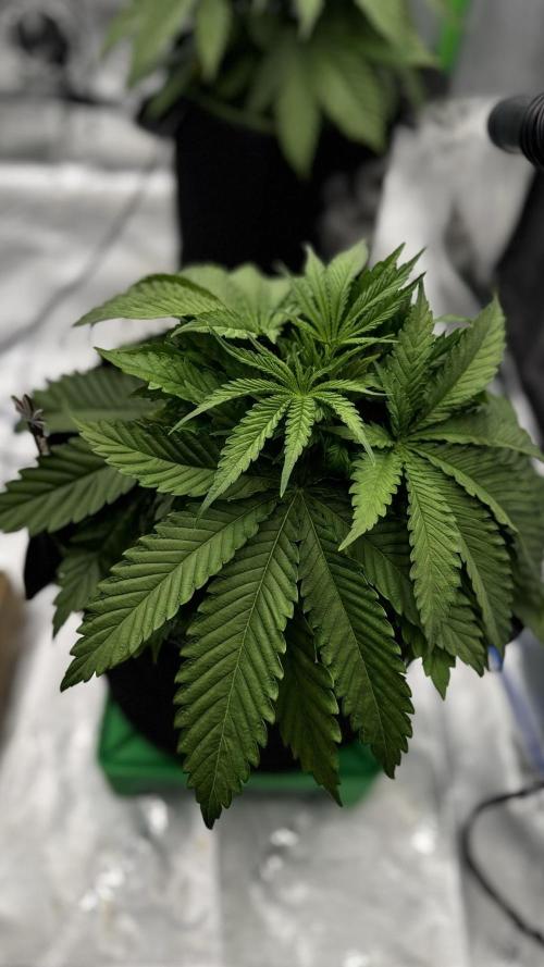 Grow 7.5 | Green House | Shishka Lemon. Week 4