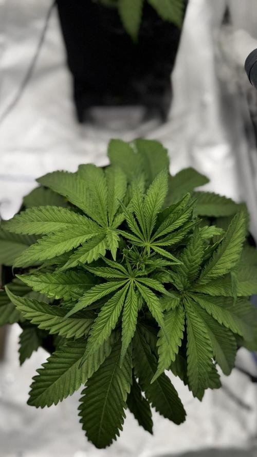 Grow 7.5 | Green House | Shishka Lemon. Week 4