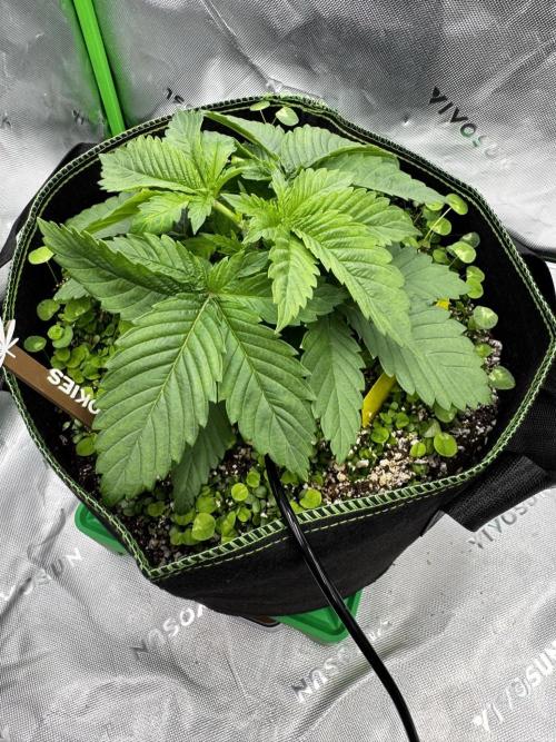 Grow 7.4 | Zamnesia| GMO Cookies. Week 4