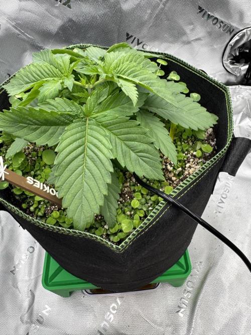 Grow 7.4 | Zamnesia| GMO Cookies. Week 4