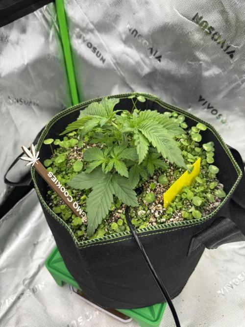 Grow 7.4 | Zamnesia| GMO Cookies. Week 4