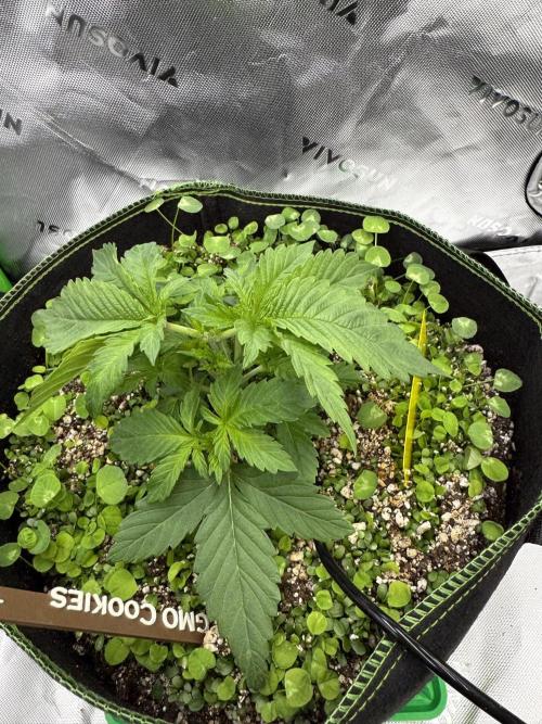 Grow 7.4 | Zamnesia| GMO Cookies. Week 4