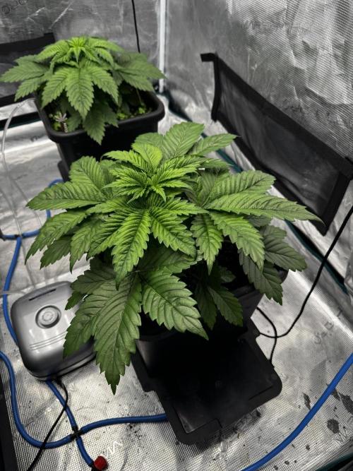 Grow 7.1  | Doctors Choice | DC Kush. Week 4