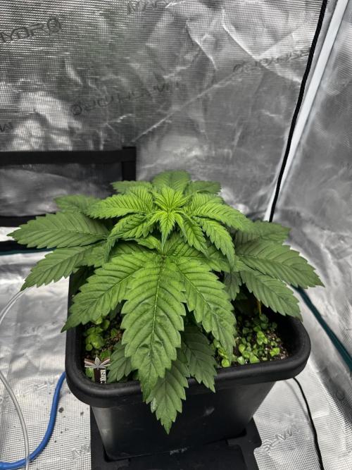 Grow 7.1  | Doctors Choice | DC Kush. Week 4