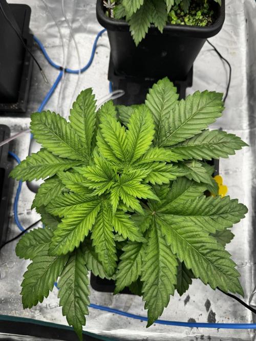Grow 7.1  | Doctors Choice | DC Kush. Week 4