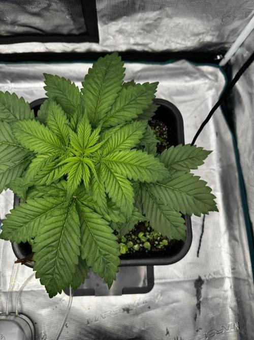 Grow 7.1  | Doctors Choice | DC Kush. Week 4