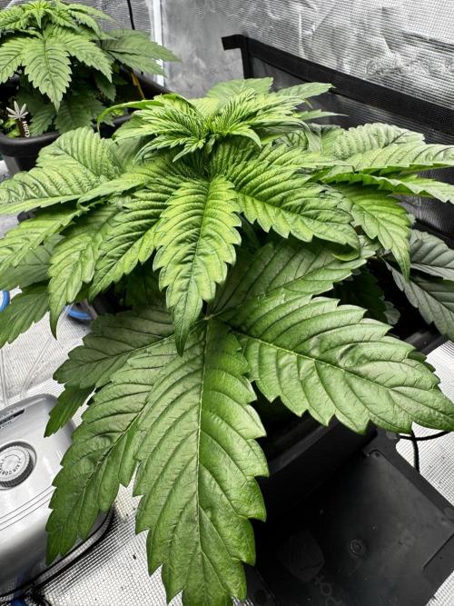 Grow 7.1  | Doctors Choice | DC Kush. Week 4