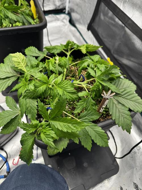 Grow 7.1  | Doctors Choice | DC Kush. Week 4