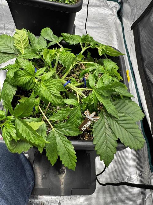 Grow 7.1  | Doctors Choice | DC Kush. Week 4