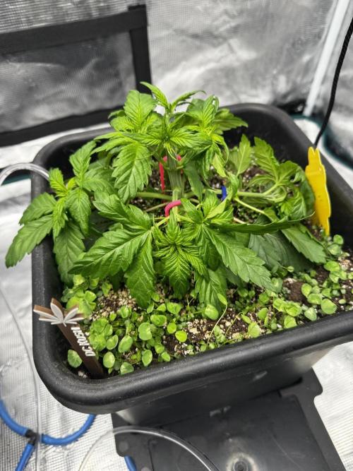 Grow 7.1  | Doctors Choice | DC Kush. Week 4