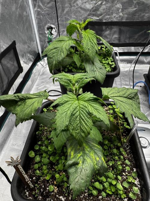 Grow 7.7 | Terpyz | Spicy Temp. RG. Week 4