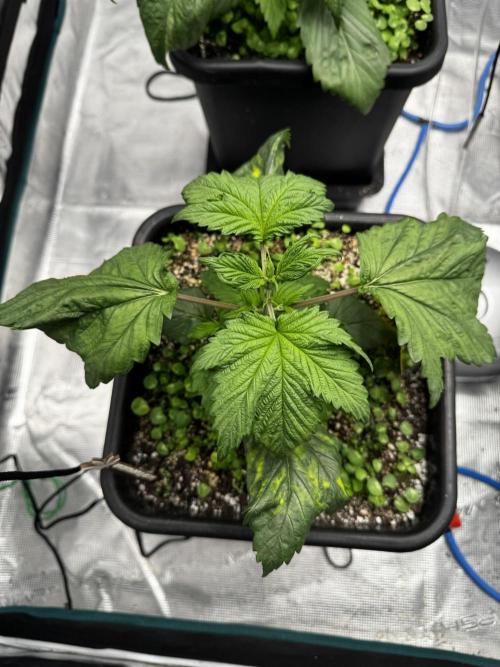 Grow 7.7 | Terpyz | Spicy Temp. RG. Week 4