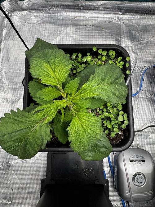 Grow 7.7 | Terpyz | Spicy Temp. RG. Week 4