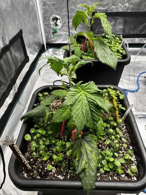 Grow 7.7 | Terpyz | Spicy Temp. RG. Week 4