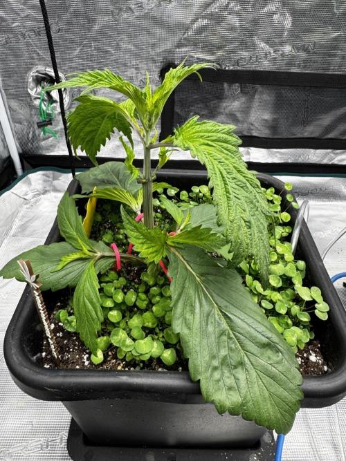 Grow 7.7 | Terpyz | Spicy Temp. RG. Week 4