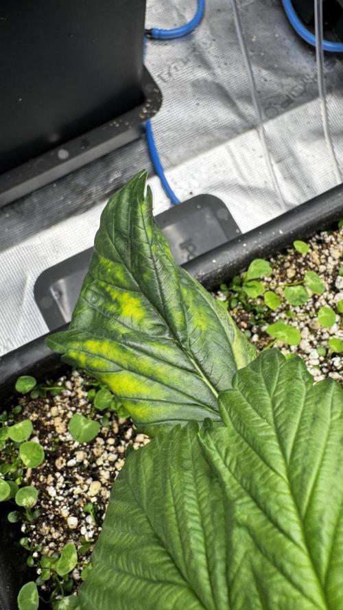 Grow 7.7 | Terpyz | Spicy Temp. RG. Week 4