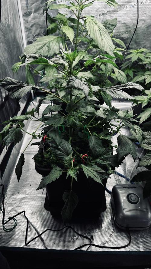 Grow 7.7 | Terpyz | Spicy Temp. RG. Week 5
