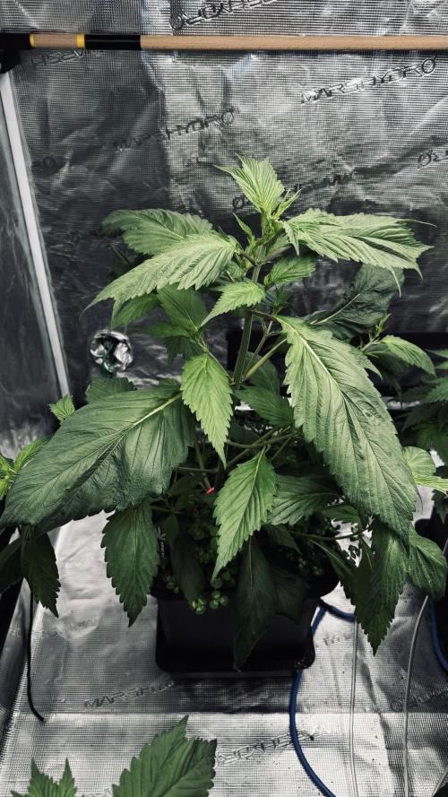 Grow 7.7 | Terpyz | Spicy Temp. RG. Week 5